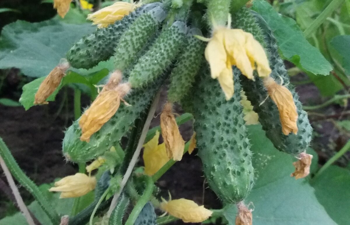 Пучковые, урожайные (фото из личного архива)