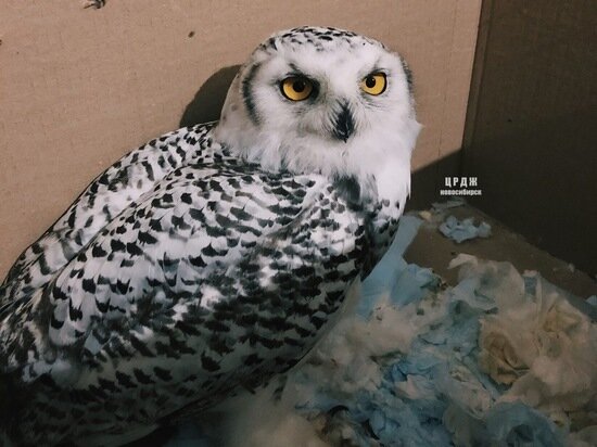 Фото: vk.com Центр реабилитации диких животных (ЦРХП НСО) 