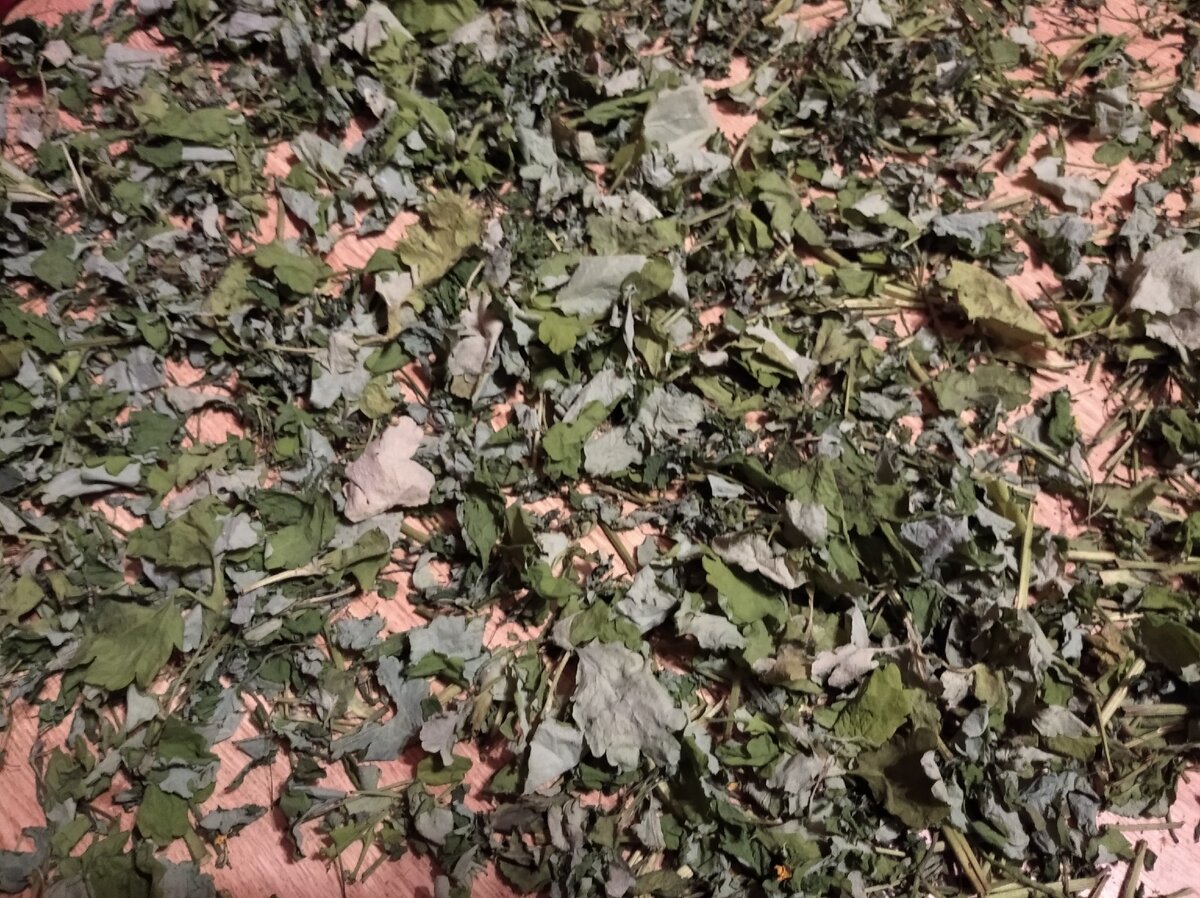 Перед сушкой чистотел необходимо порезать, иначе сохнуть будет долго, свойства хуже - на фото видны цельные листья, которые высыхают чуть позже измельченных.