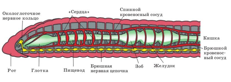 Общее строение дождевого червя.