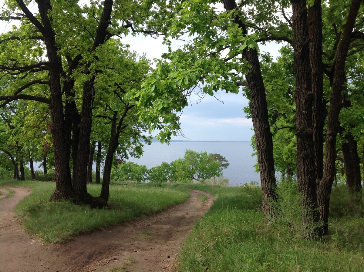 Дубовая роща в городе Тольятти Самарской области. фото Ирмы Совач.