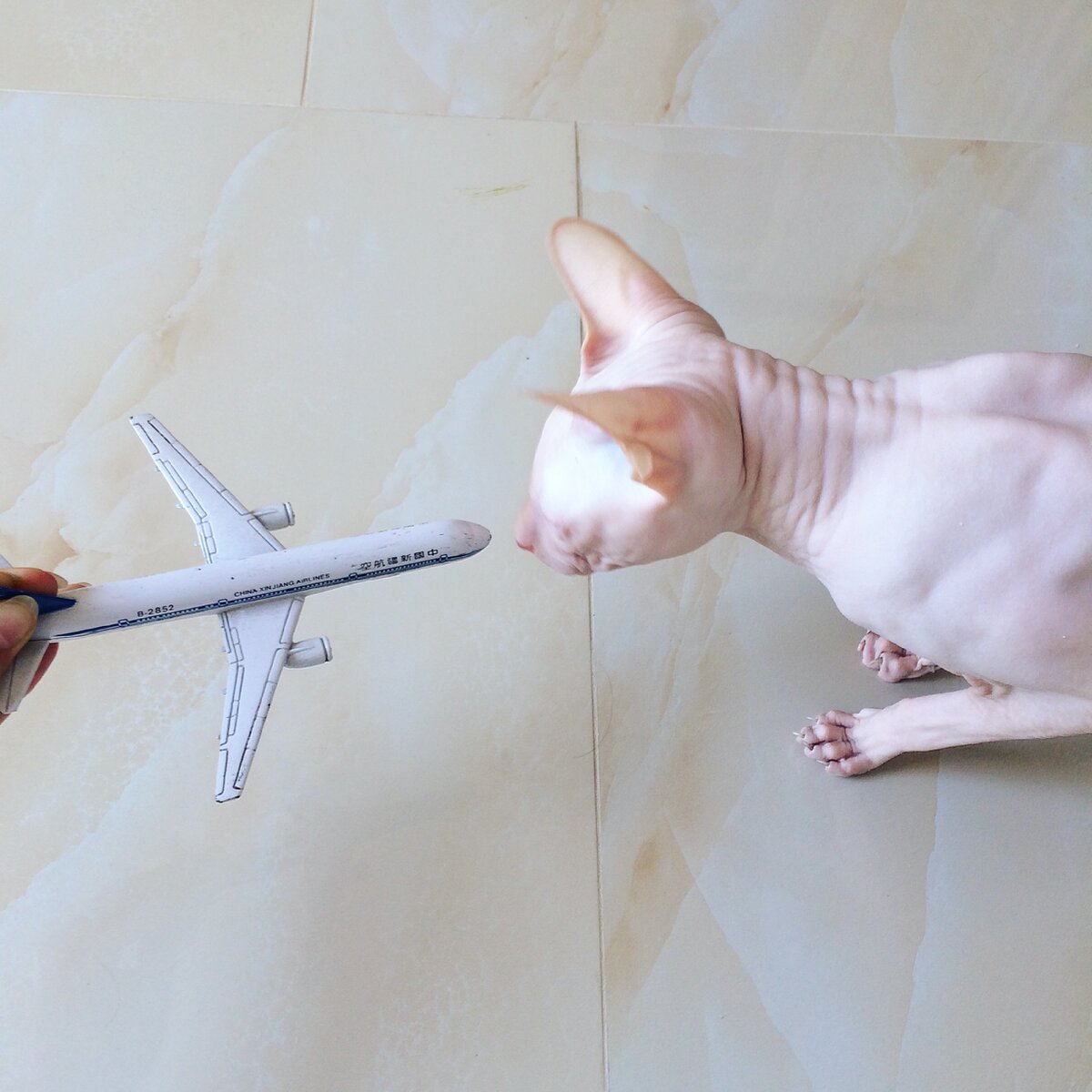 Лестат-путешественник