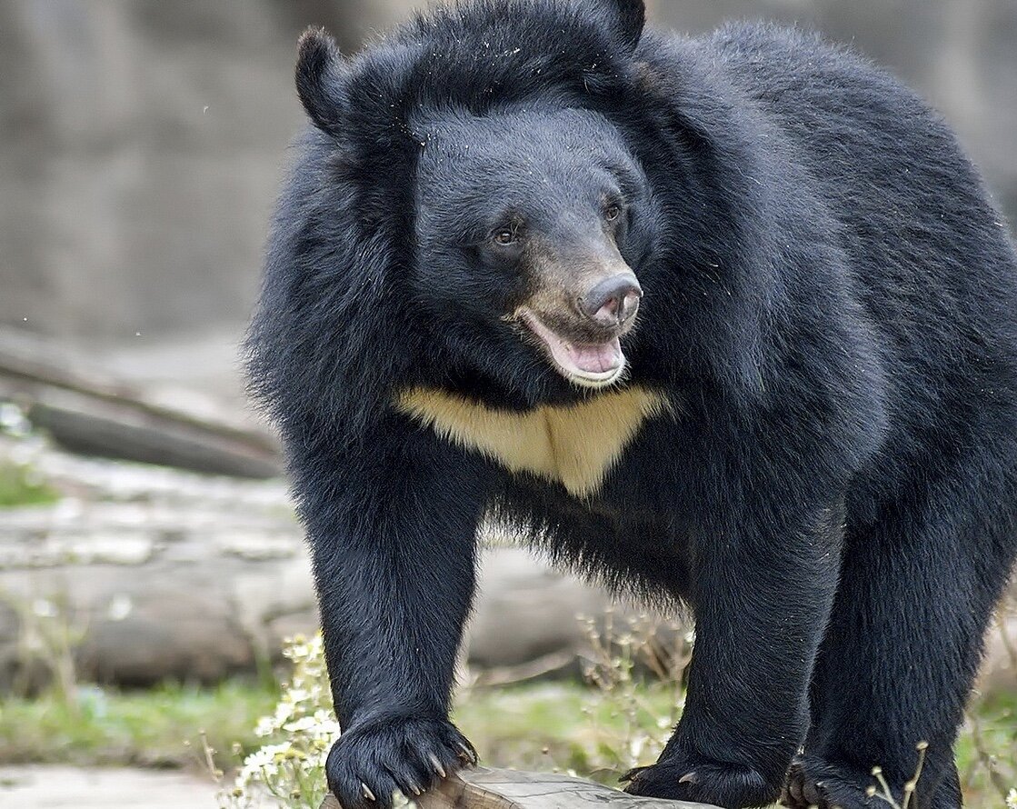 Гималайский медведь (ursus thibetanus)