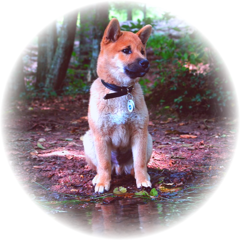 Щенок сиба-ину.Изображение Benkai с сайта Pixabay 
