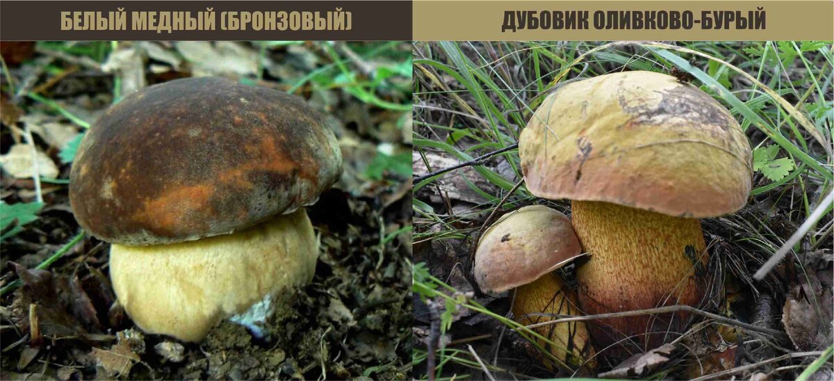 Вот сравните. Вживую белый медный не видел, но в давно открытом справочнике он мне казался на вид таким же , как дубовик. 