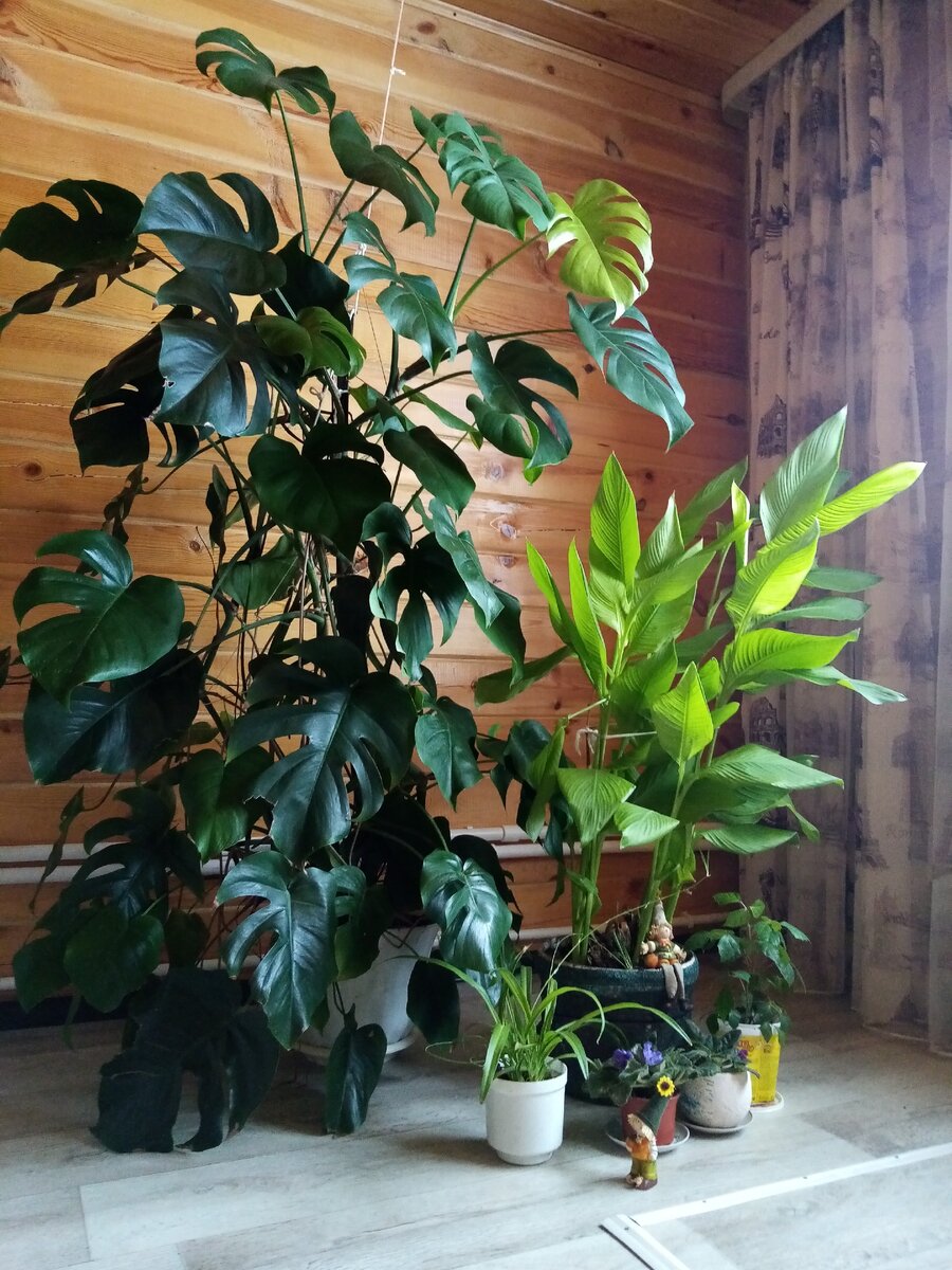 Канна у меня дома прошлой зимой. Действительно похожа на саженец банана 