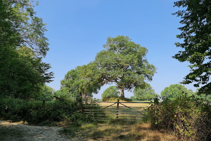 Пример фото Samsung Galaxy Note 20 Ultra