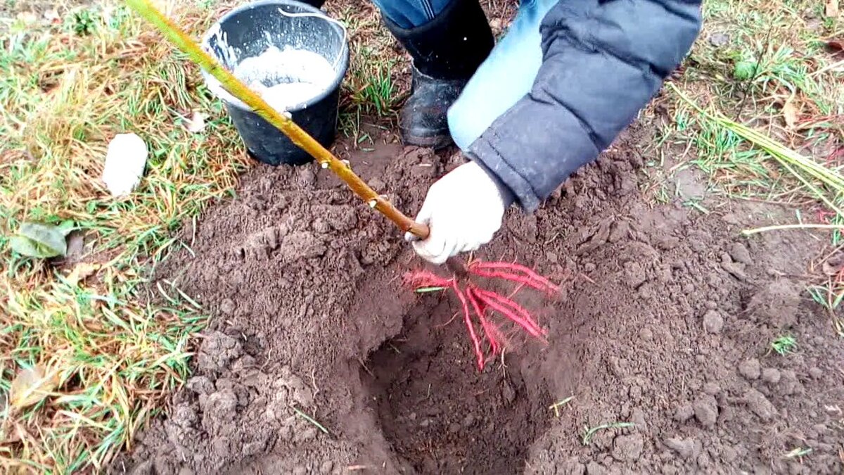 Этапы удачного размещения солнечного плодоносного дерева на участке