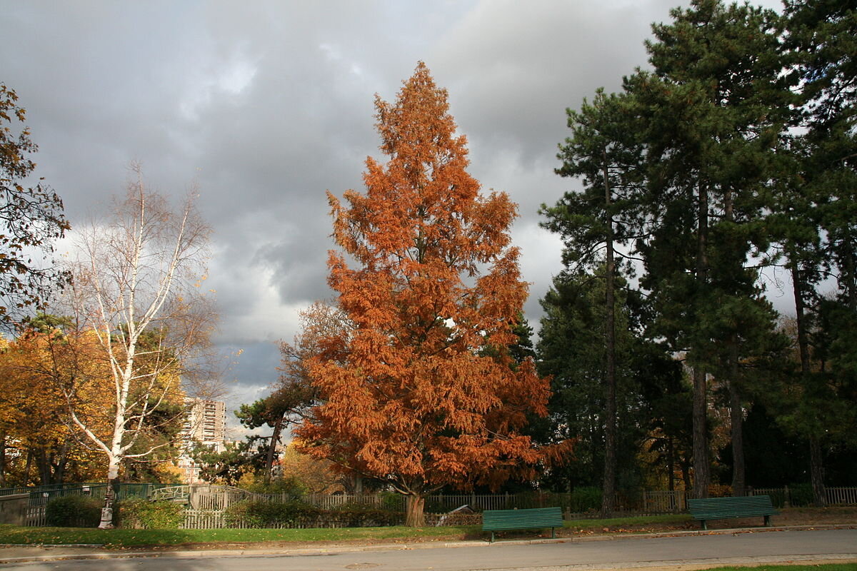 Dawn Redwood