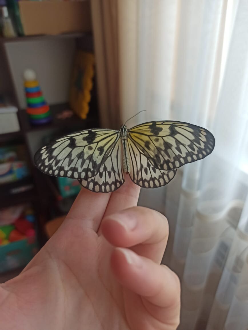 Чем кормить бабочку в домашних условиях