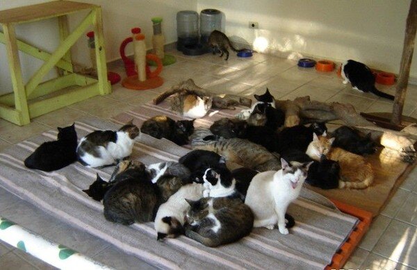 Один из питомников, открытых добрыми людьми. Фото с сайта https://otvet.mail.ru/