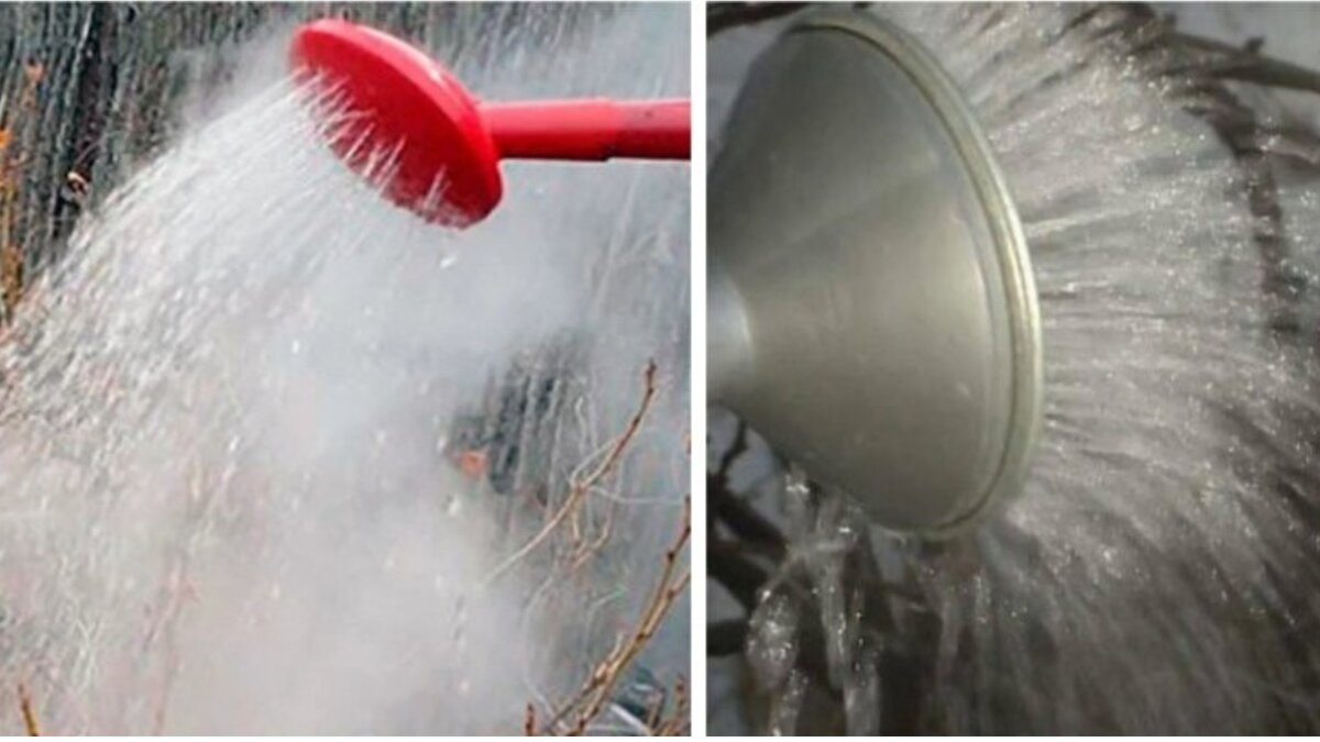 Полив кипятком веток малины