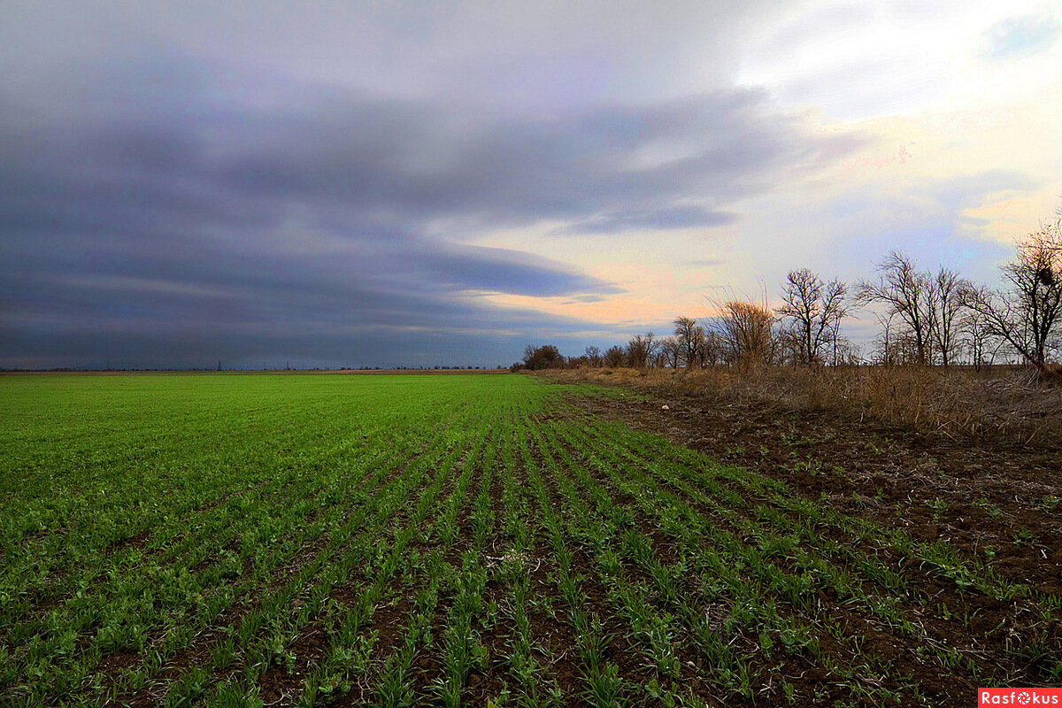 Зимние зеленые поля на Кубани зимой! Фото rasfokus.ru.