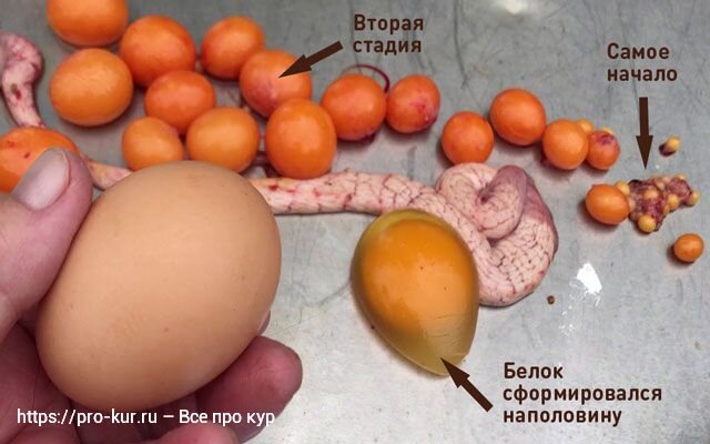 Внематочная беременность - что это, признаки и симптомы