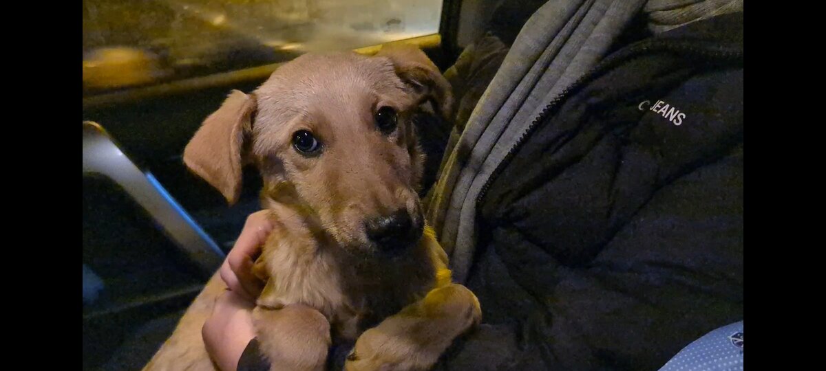 Собака спасла от дронов. Собака спасла от дронов. Спасение собаки люси. Собака спасла от дронов. Собака спасла от дронов.