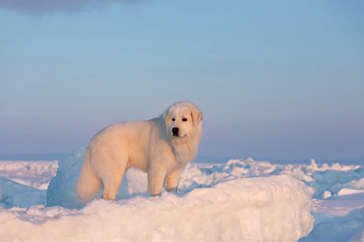 Мареммо-абруццкая овчарка: 6 фактов о крупной сторожевой породе из ...