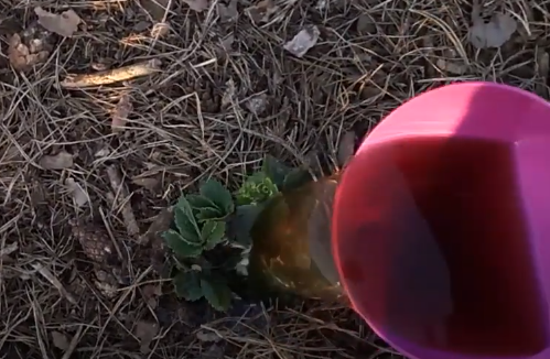 Поливаю гуматом под каждый куст.