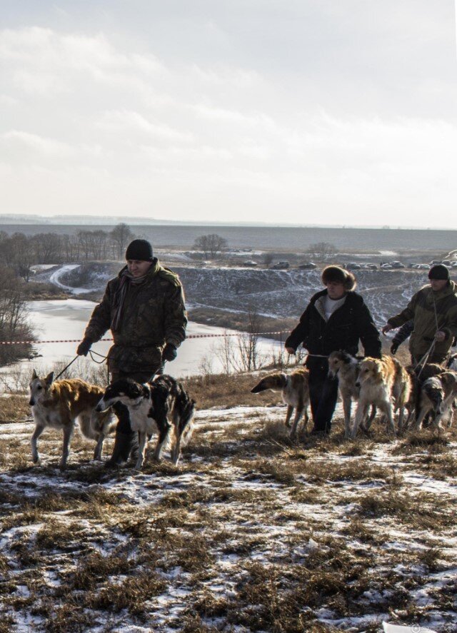Псовая охота. Масловка. Фото автора