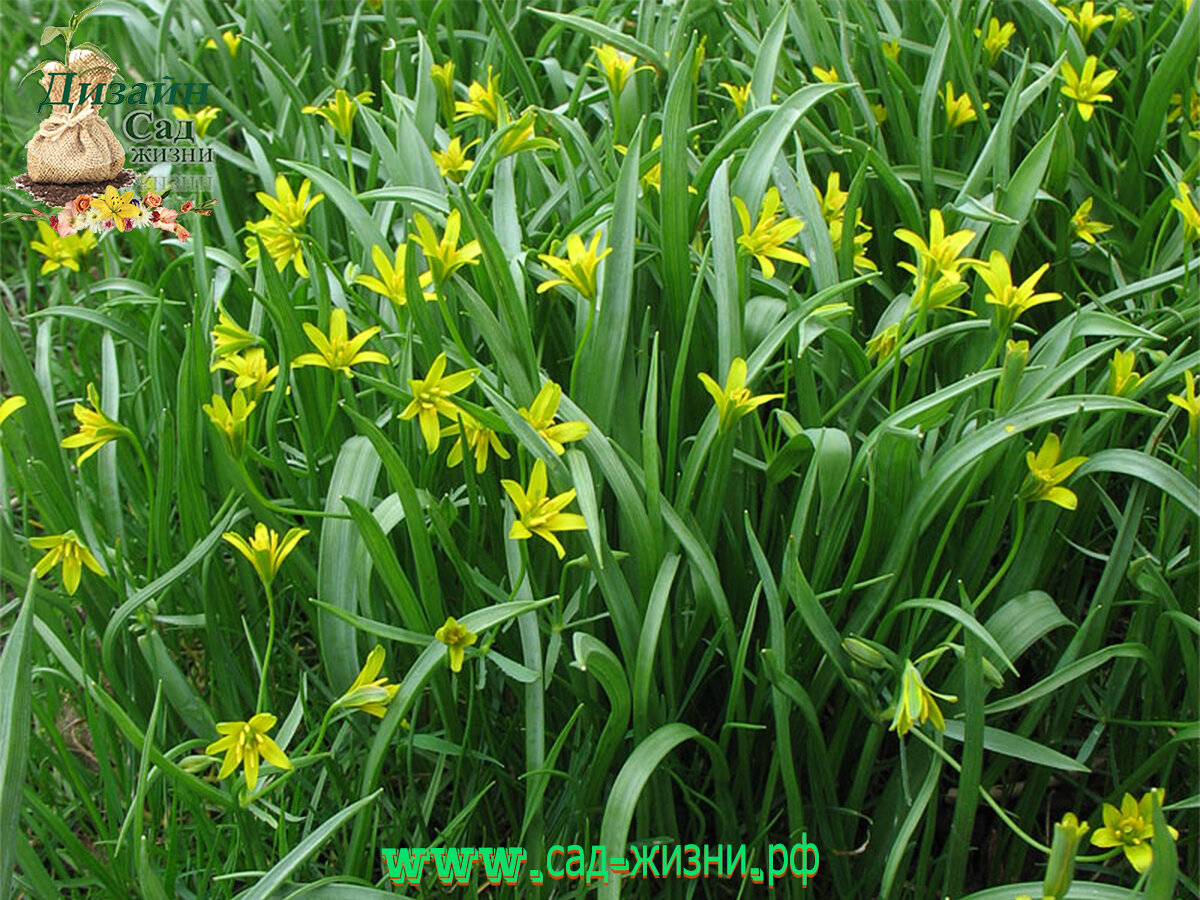 Gagea lutea