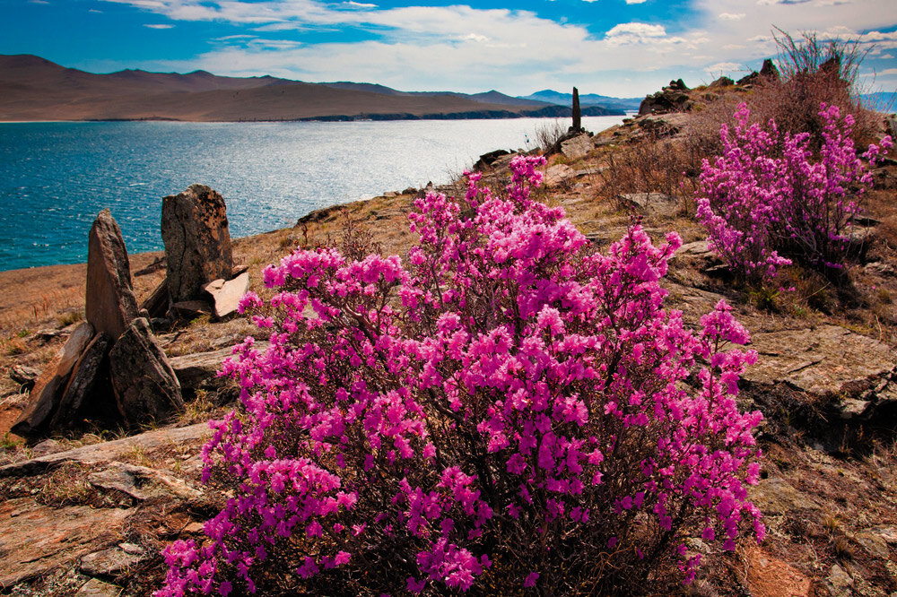 Цветение багульника на байкале фото