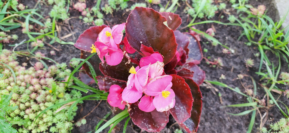 Бегония в открытом грунте.