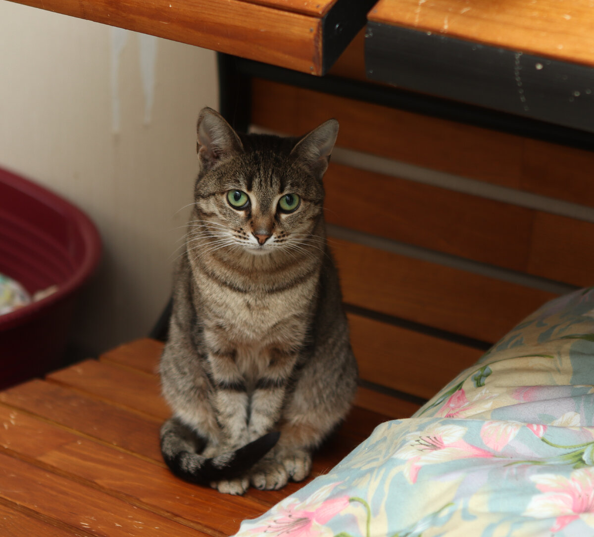 Мишель в безопасности, но не самая счастливая кошка