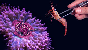 На что способны морские обитатели. Чем питаются анемоны или кормление пузырчатой актинии.