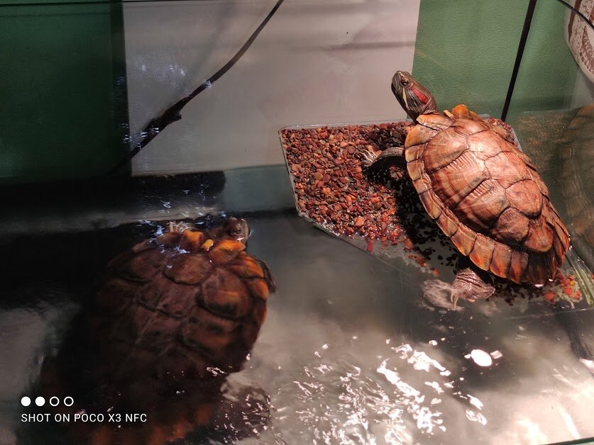 Федя греется на бережке, а Соня пока плавает