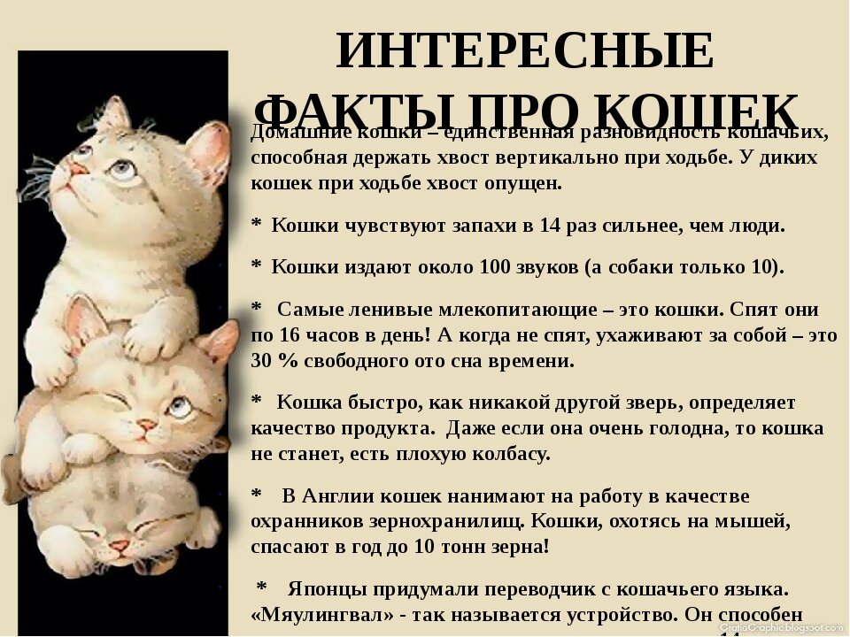 Факты коте. Интересные факты о кошках. Интересные факты о Мошках. Интересные факты о кошках для детей. Забавные факты о кошках.