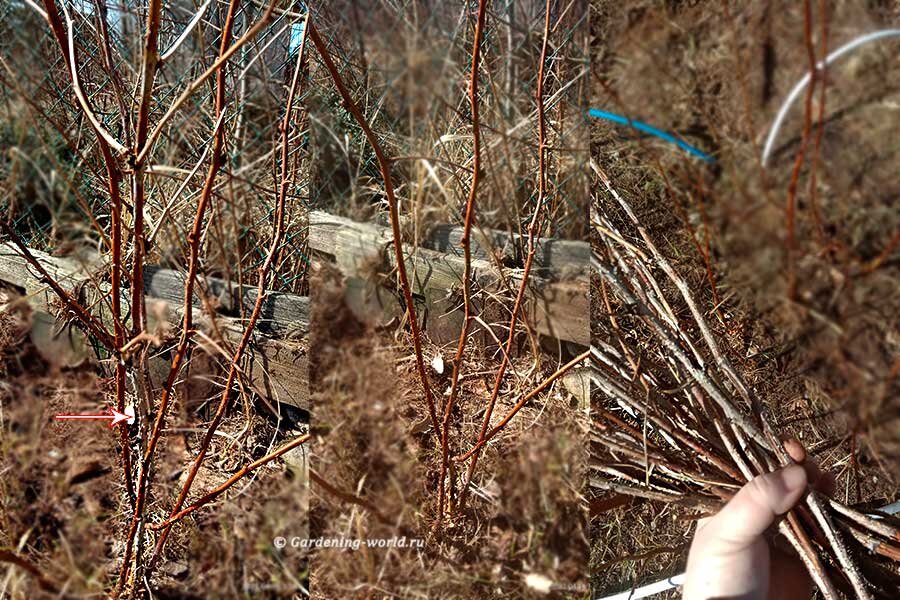 Малина после сбора урожая что делать