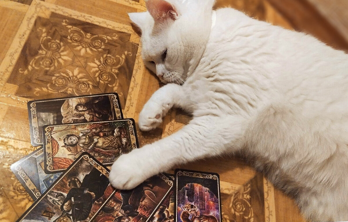 Белый кот и Таро "Мир кошек". Фото автора