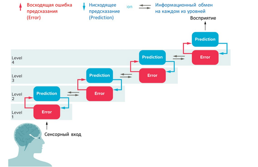 Источник: https://knowablemagazine.org/article/mind/2021/psychedelics-open-new-window-mechanisms-perception