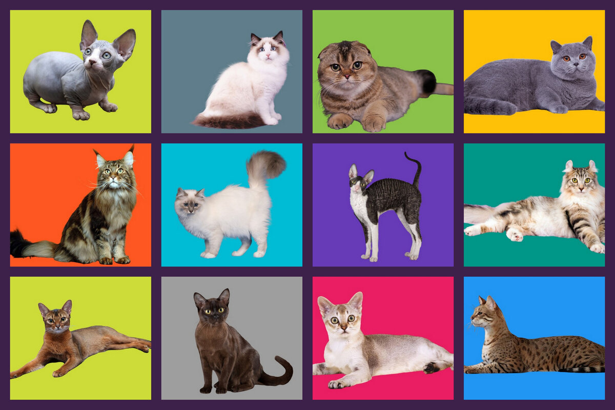Тест: сможете ли вы узнать породу кошки по фотографии | Коты&Люди | Дзен