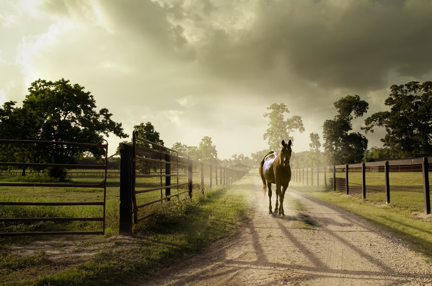 Horse away. Природа лошади любовь. Horse away. Horse away. Лошадь на черном фоне.