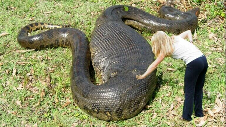 Самая большая змея на Земле питалась крокодилами