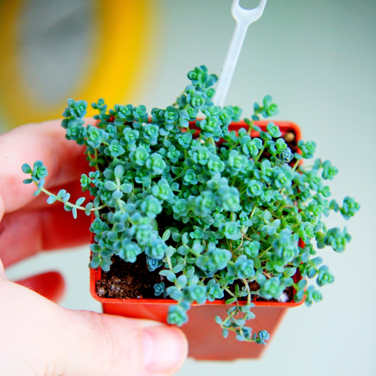 Седум дассифилюм из сантиметрового черенка за 8 месяцев стал шапочкой. Фото автора.