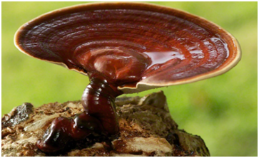 Трутовик лакированный (Ganoderma lucidum) фото из Википедии.