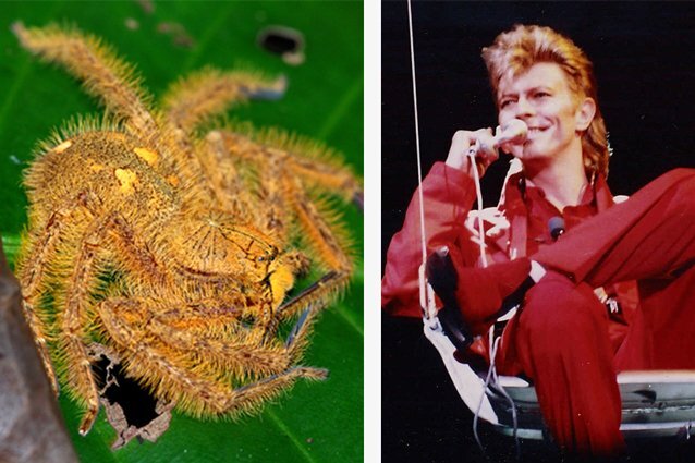 Паук Heteropoda davidbowie; Дэвид БоуиФото: Seshadri.K.S / Wikimedia Commons; Elmar J. Lordemann / Wikimedia Commons