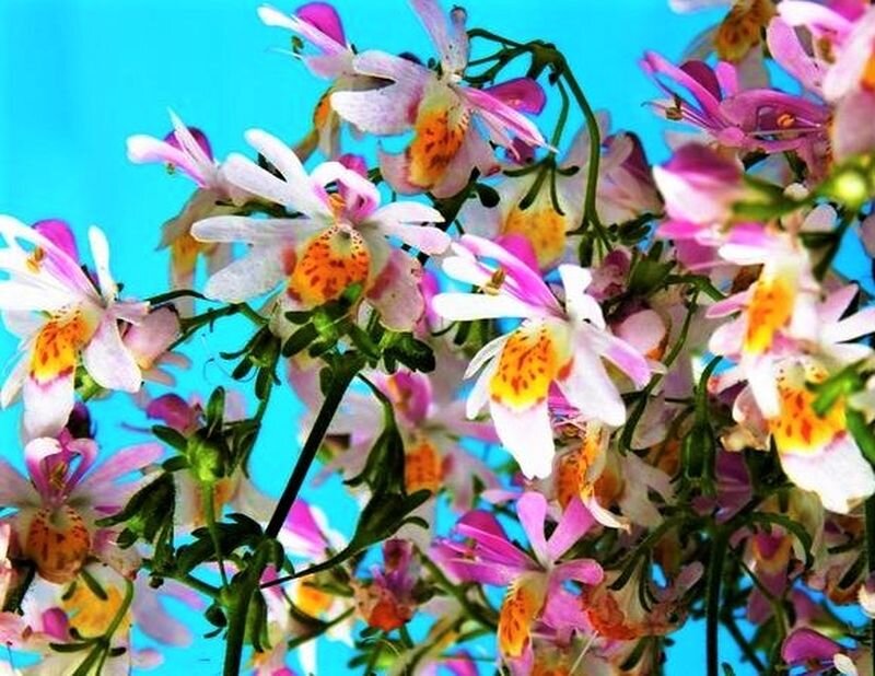 Фото с сайта: https://clck.ru/ZrgyC.