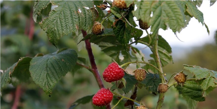 Если Вам кажется, что Вы это уже читали, то Вам не кажется))) Сказка переделана в статью из галереи.