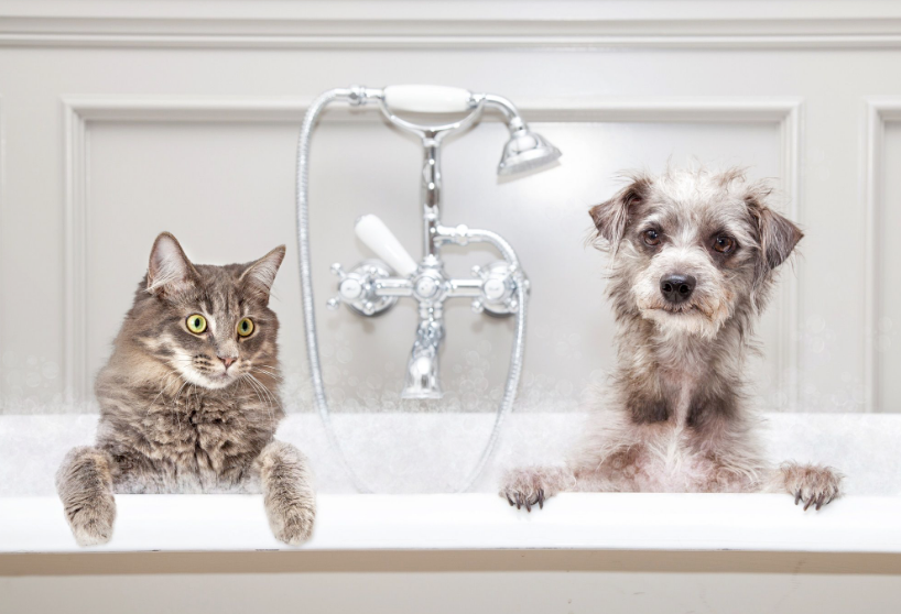 Моем кошек и собак. Мытье кошек и собак. Пес в ванной. Кот в ванной. Собака моется.