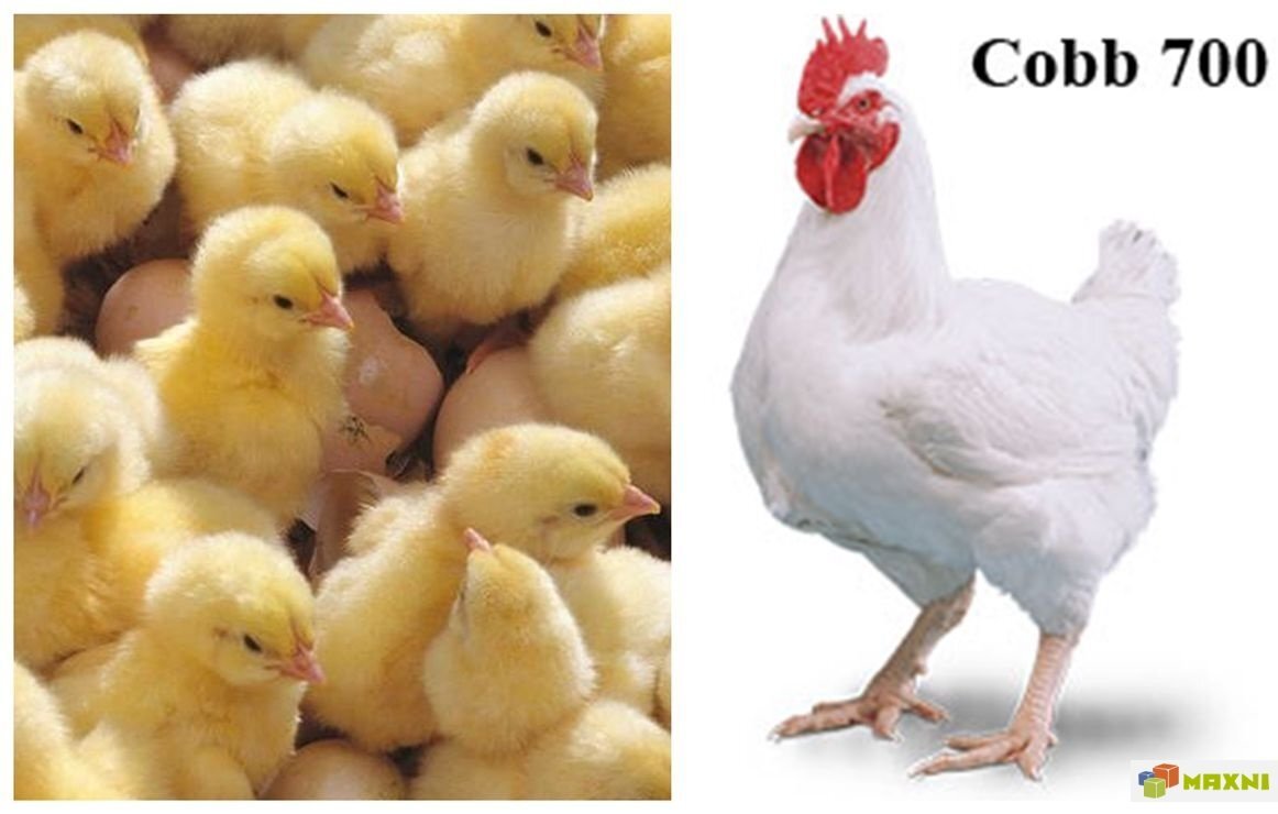 Кросс кур кобб 500. Куры кобб 500. Бройлер кобб 500. Бройлеры кобб 500 и росс. Куры кобб 500.