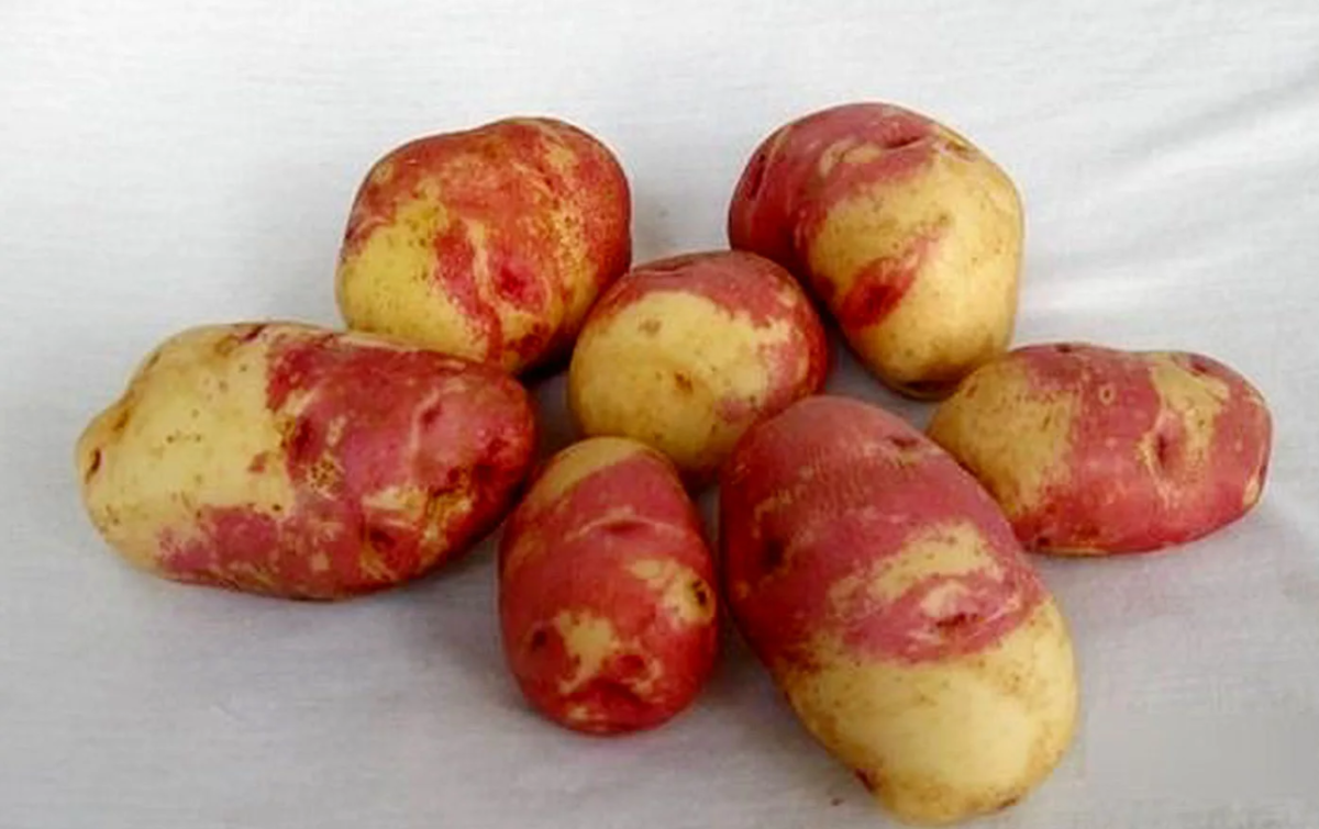 Ранние сорта картофеля в беларуси. Сорт картофеля Мерлот. Семенной картофель Пикассо.