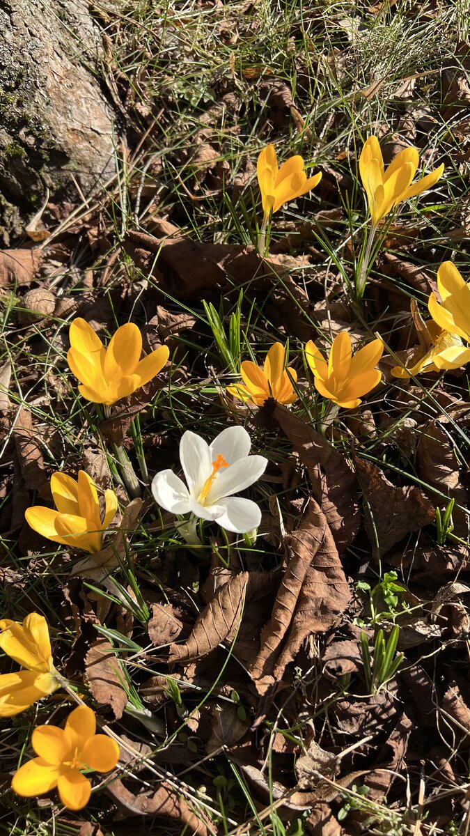 Как маленькие солнышки 🌞 фото автора