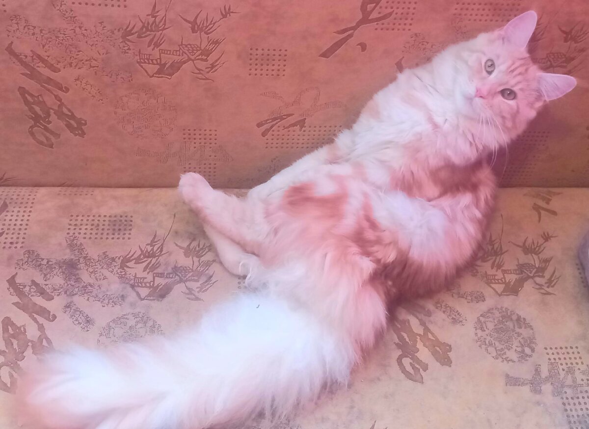 Кошка-неваляшка. Уселась под идеальным углом 45°.