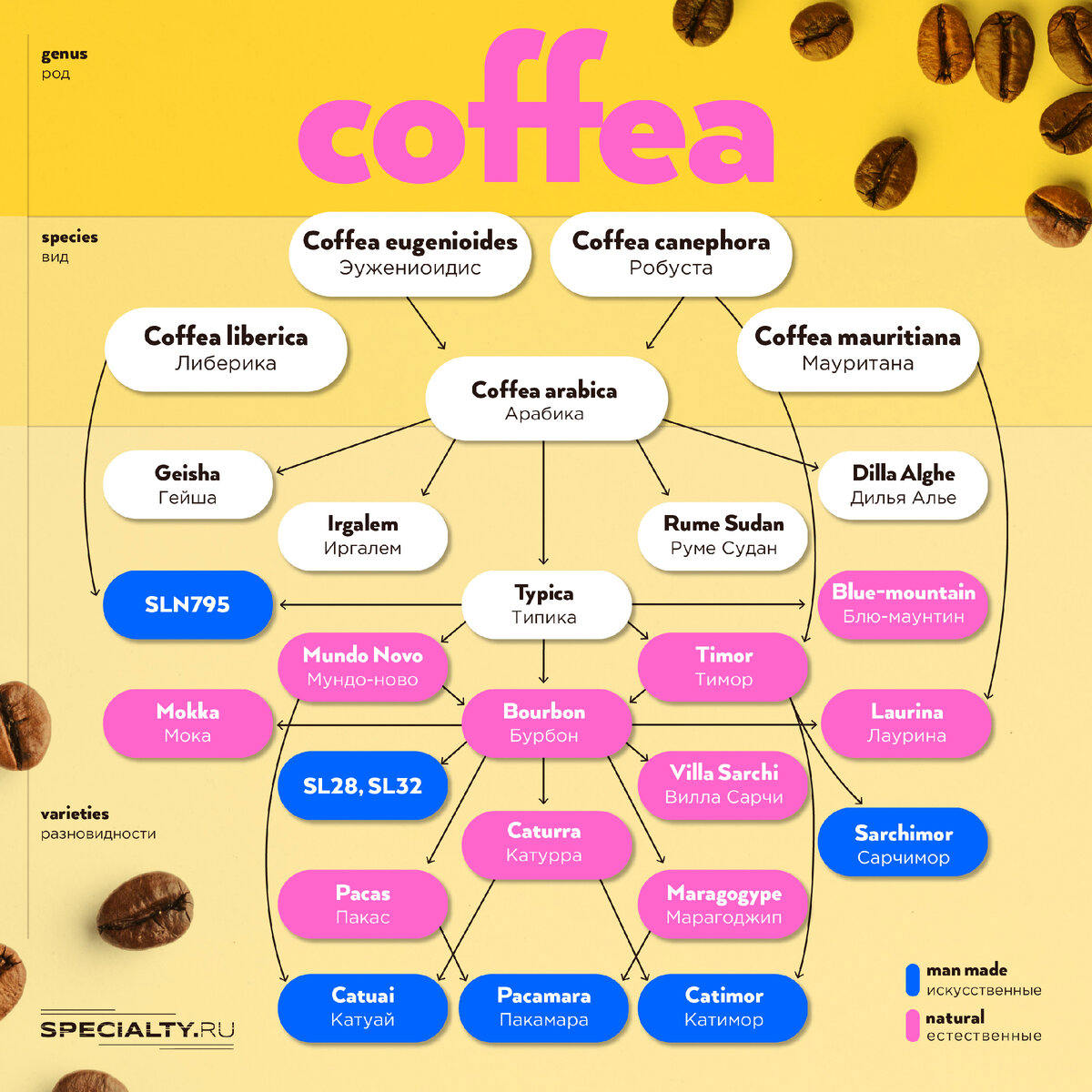 Схема рода, видов и разновидности Caffea