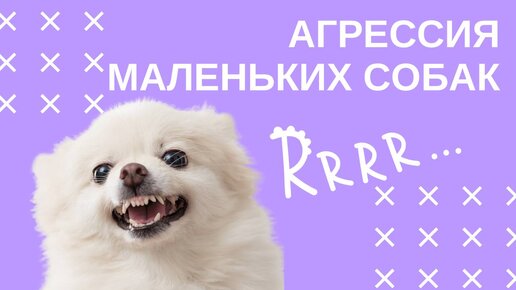 Почему маленькие собаки агрессивны?