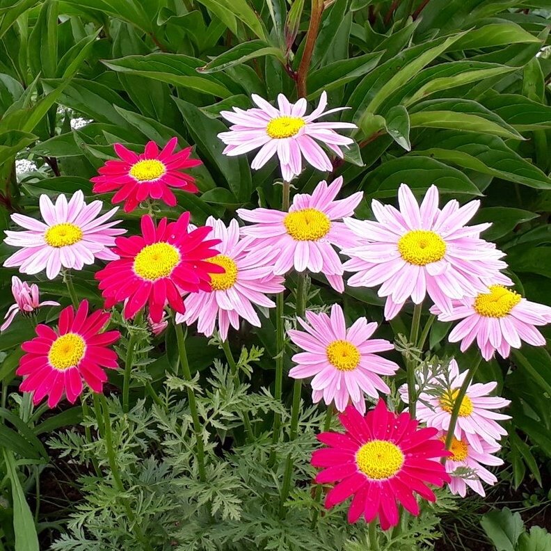 Пиретрум. Персидская ромашка 