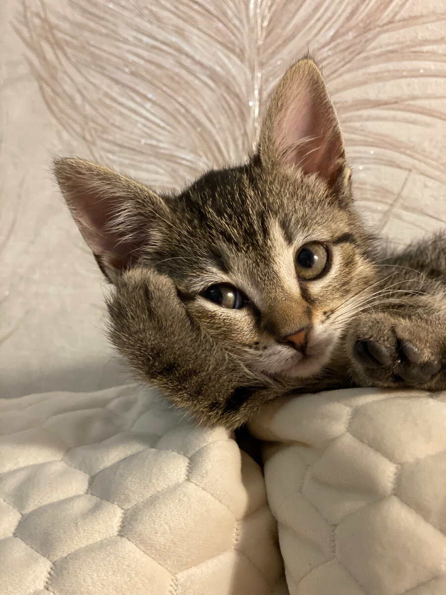 Снова уши чистить? Сколько можно?