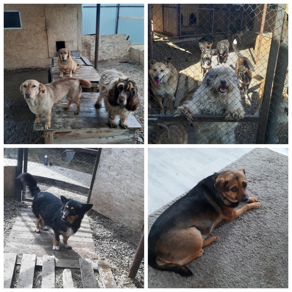 Жители ДоброДома 